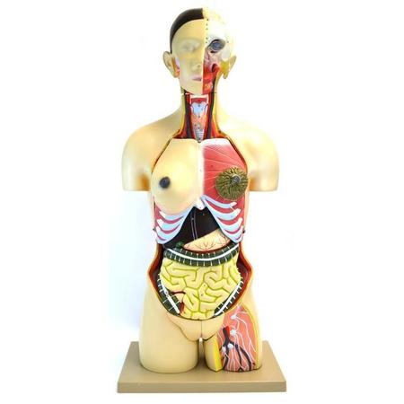 EISCO Model Torso w/ Interchangeable Sex Organs - 24 Parts AM0001